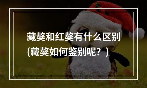 藏獒和红獒有什么区别(藏獒如何鉴别呢？)